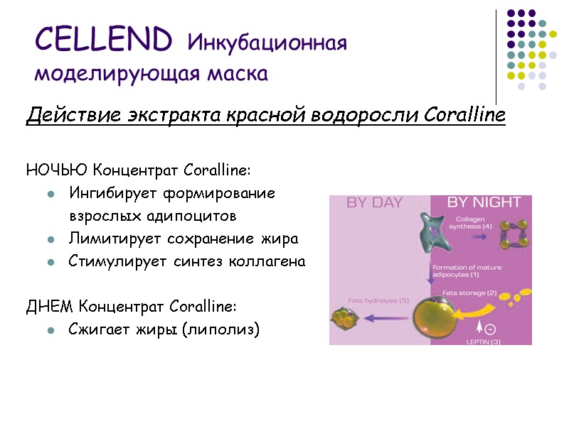 Действие экстракта красной водоросли Coralline  НОЧЬЮ Концентрат Coralline: Ингибирует формирование   взрослых